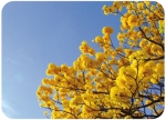 Caribbean Trumpet Tree, Silver Trumpet Tree, Yellow Tabebuia ( Tabebuia aurea, Tabebuia argentea)