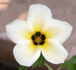 Turnera_white