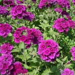 Verbena_Super