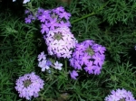 Verbena moss