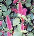 acalypha reptans