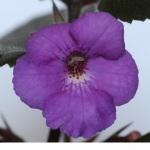 achimenes-flower