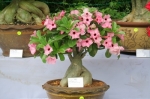 adenium pink