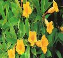 allamanda bush