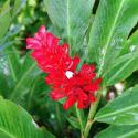 alpinia purpurata
