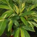 alpinia variegata