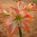 amaryllis lily