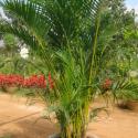 areca palm