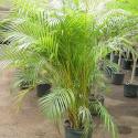 areca palm