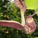 aristolochia