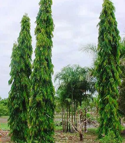 ashoka Tree (Polyalthia longifolia)