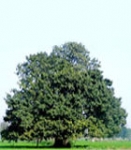 Banyan Tree (Ficus benghalensis)