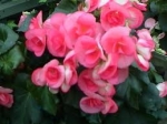 begonia pink