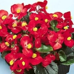 begonia red