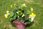 begonia yellow