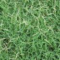 bermuda grass