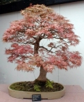 bonsai_federahorn