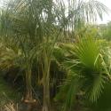 bottle palm