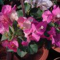 bougainvillea