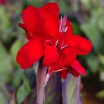 canna red