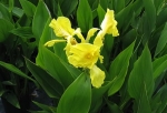 canna yellow