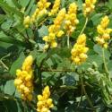 Candle Bush (Senna alata,Cassia alata)