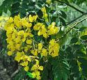 cassia biflora