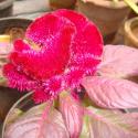 celosia