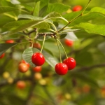 cherry1