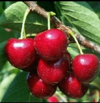 cherry