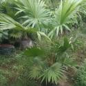 chienese fan palm