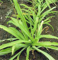 chlorophytum borivillenum-safed musli