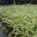 clorophytum