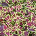 coleus