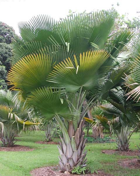 copernicia palm