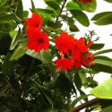 Scarlet Cordia, Orange Geiger Tree (Cordia sebestena)