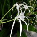crinum lily