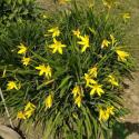 daylily