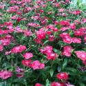 dianthus