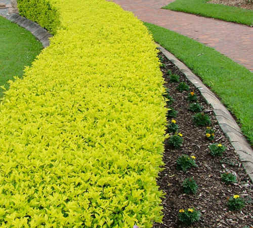 duranta golden