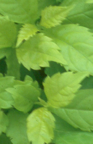 duranta lemon