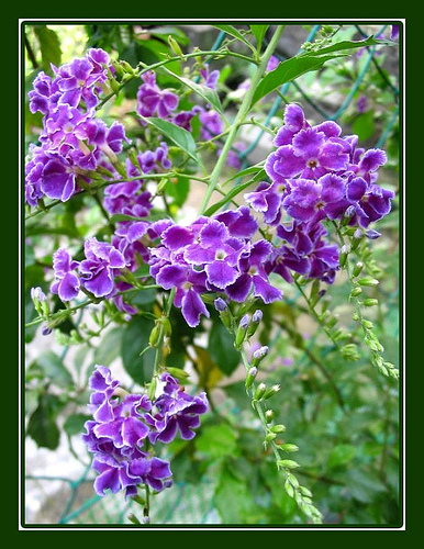 duranta repens