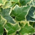 english ivy