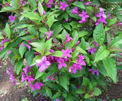 eranthemum laxiflorum