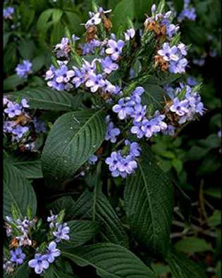 eranthemum staplanthus
