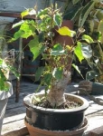 ficus relisigosa (peepal) bonsai
