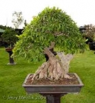 ficus virens (pilkhan) bonsai