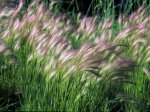 foxtail barley grass