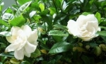 gardenia (gandhraj)