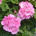 geranium pink